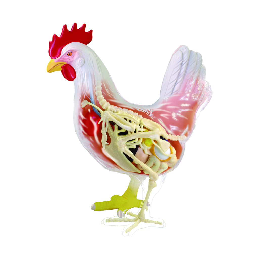 4D Master 4D Vision Chicken Anatomy Model