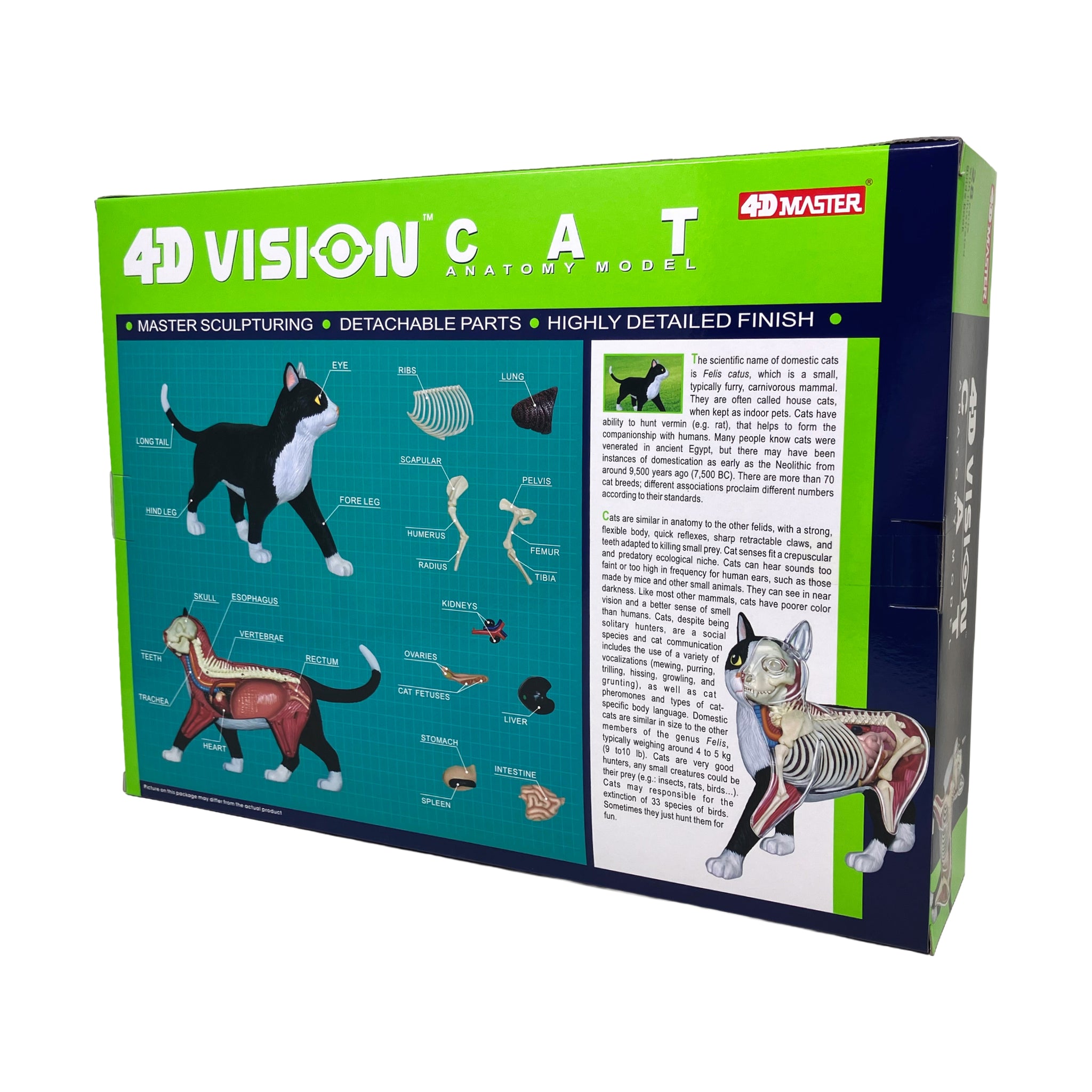 4D Vision Black & White Cat Anatomy Model | 3D Puzzles