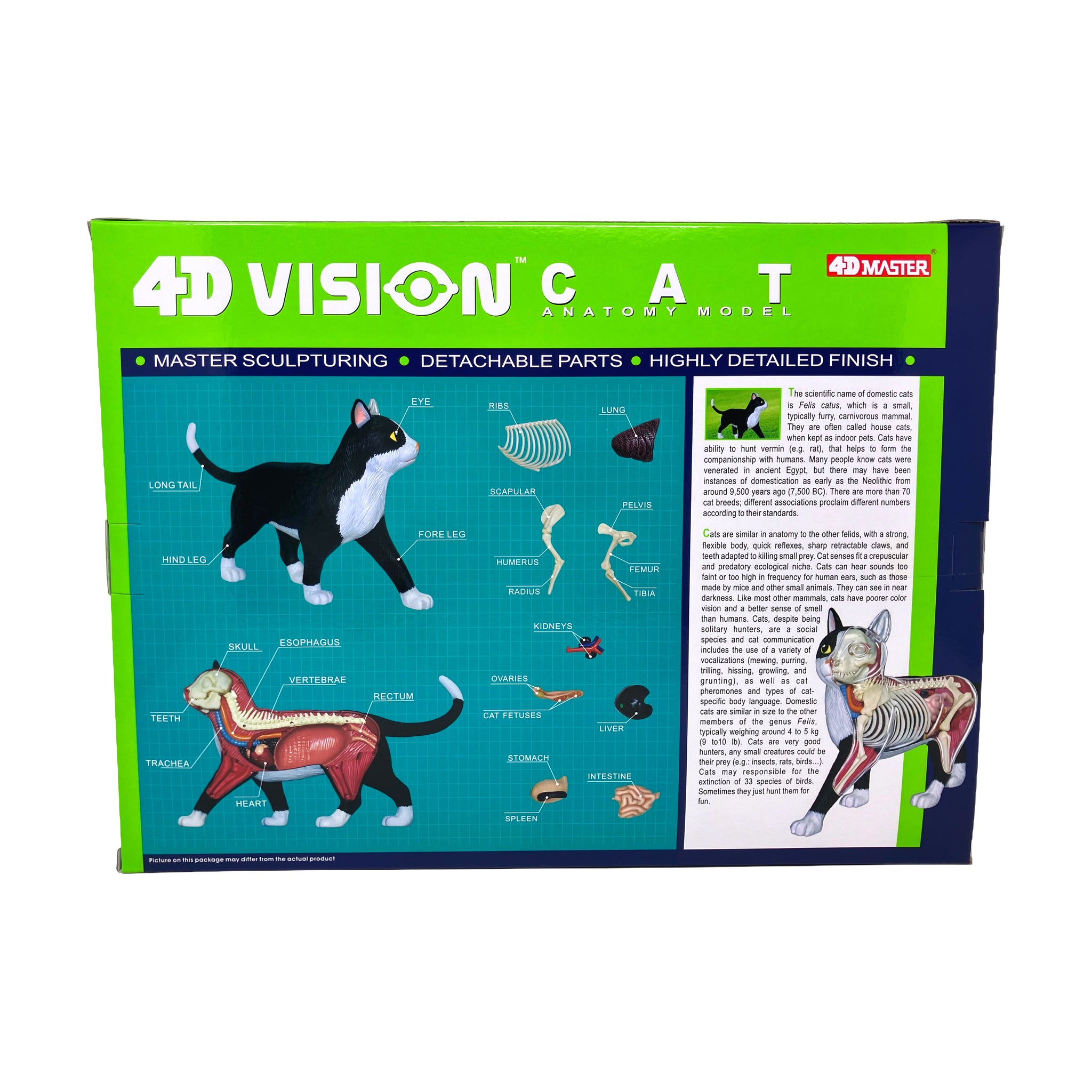 4D Vision Black & White Cat Anatomy Model | 3D Puzzles