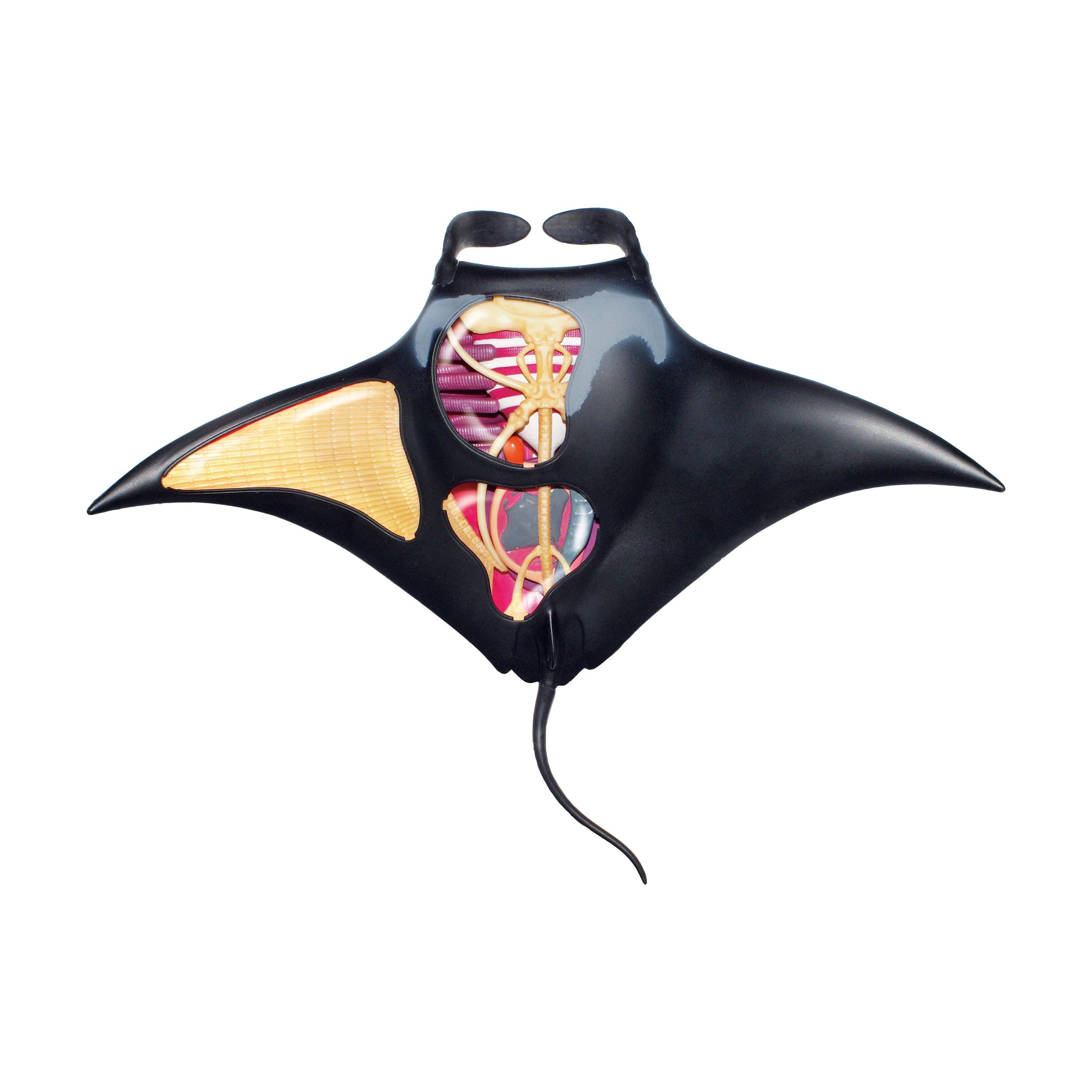 4D Vision Manta Ray Anatomy Model | 3D Puzzle | AreYouGame