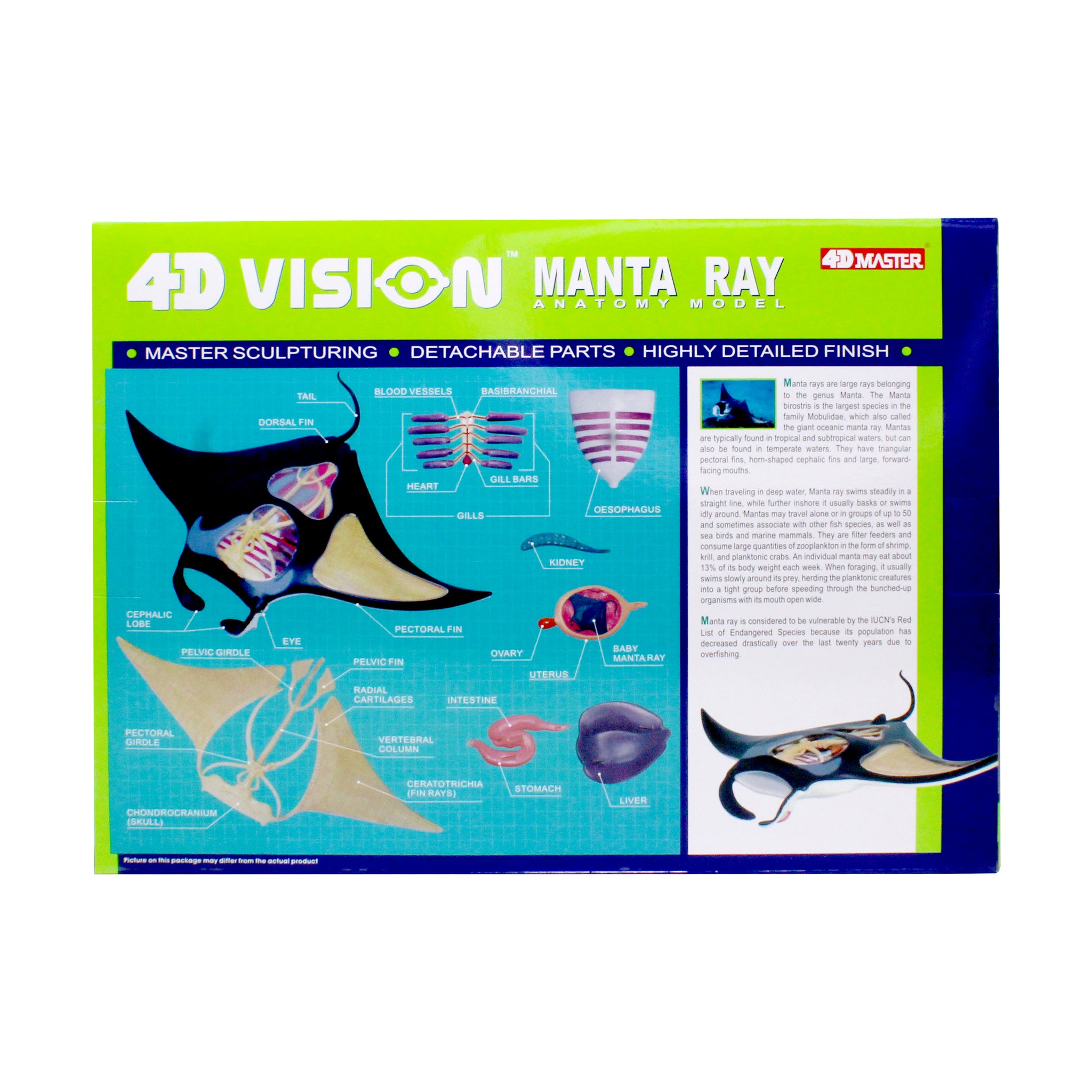 4D Vision Manta Ray Anatomy Model | 3D Puzzle | AreYouGame