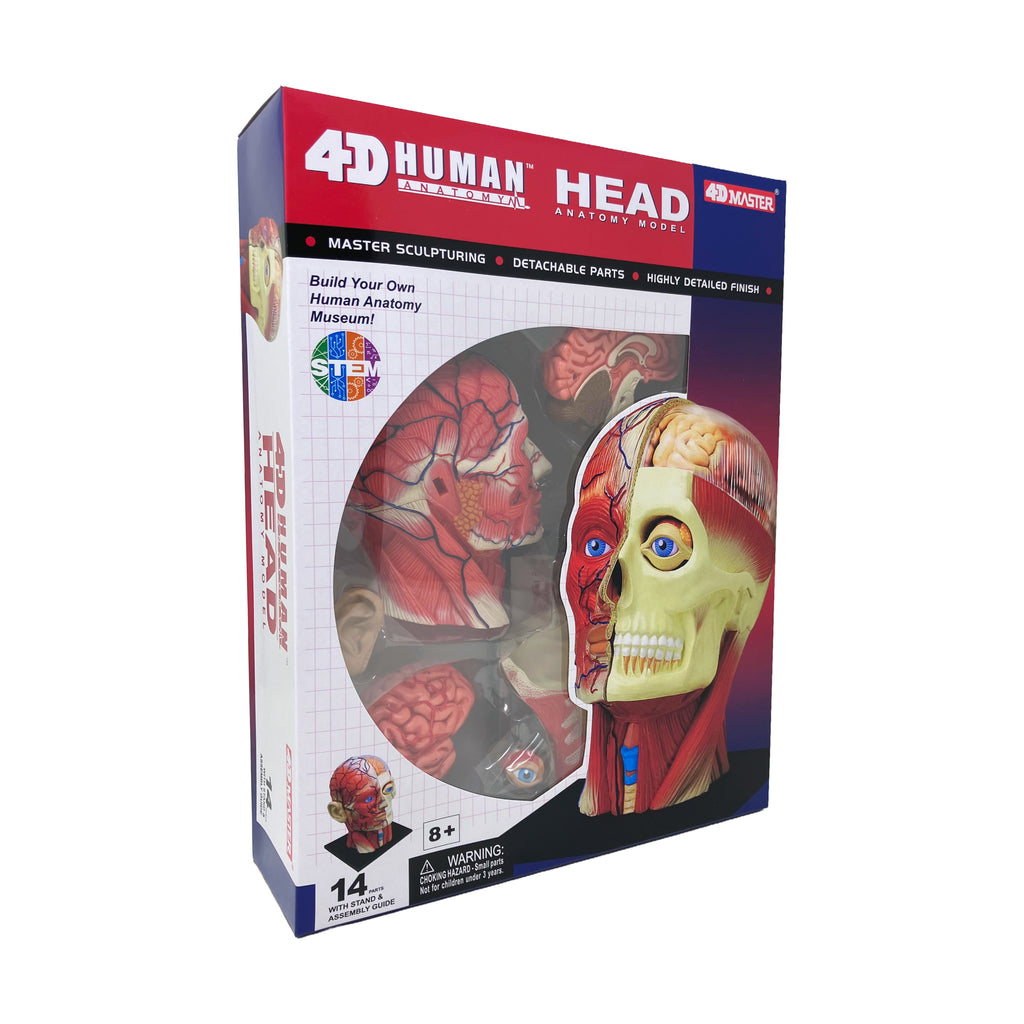 4D Master 4D Human Anatomy - Head Anatomy Model
