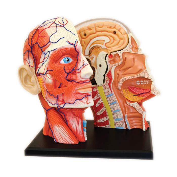 4D Human Anatomy - Head Anatomy Model | 3D Puzzles | AreYouGame