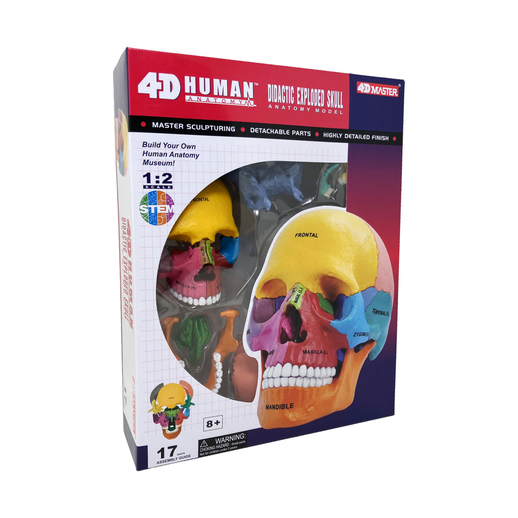 4D Master 4D Human Anatomy - Didactic Exploded Skull Anatomy Model