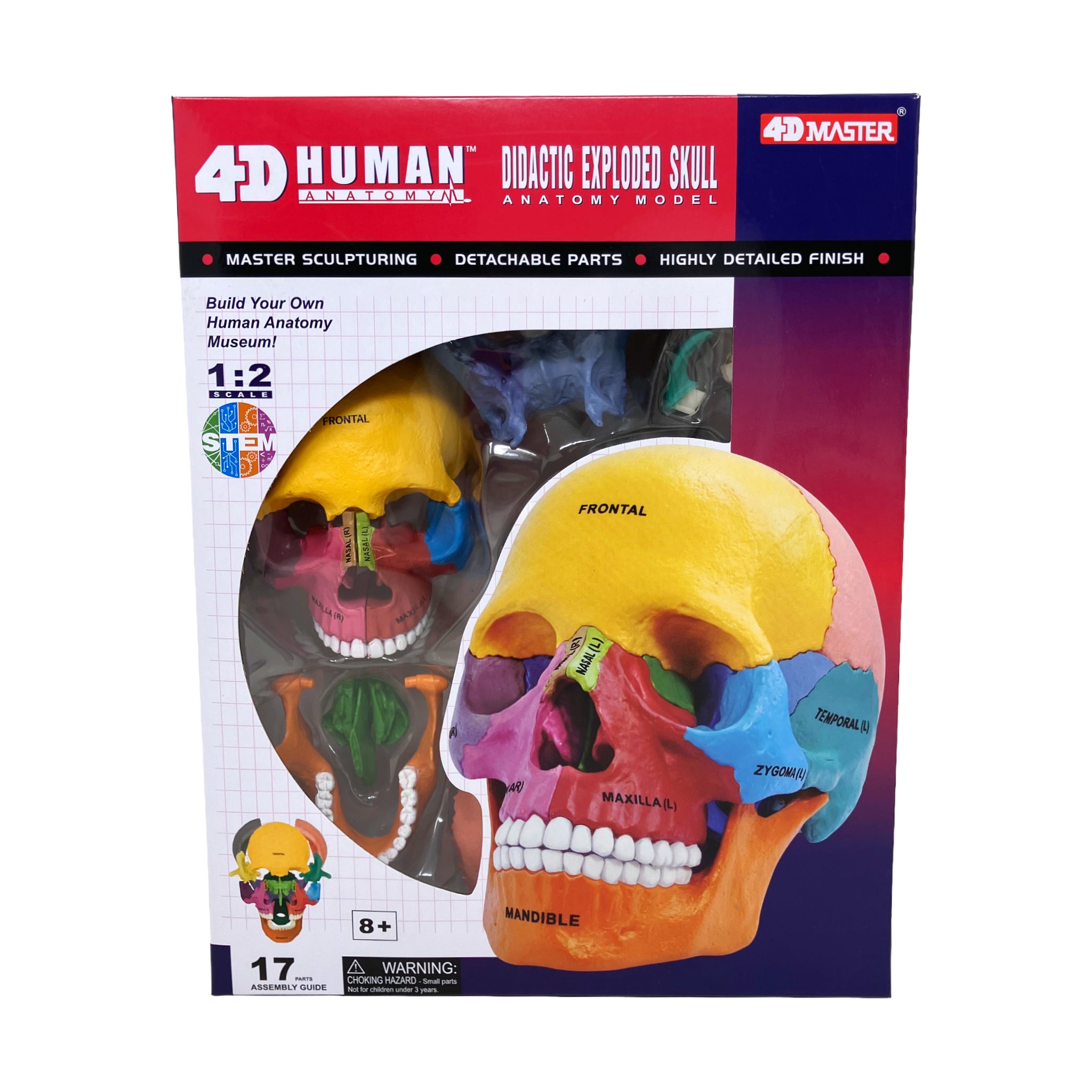 4D Human Anatomy - Didactic Exploded Skull Anatomy Model