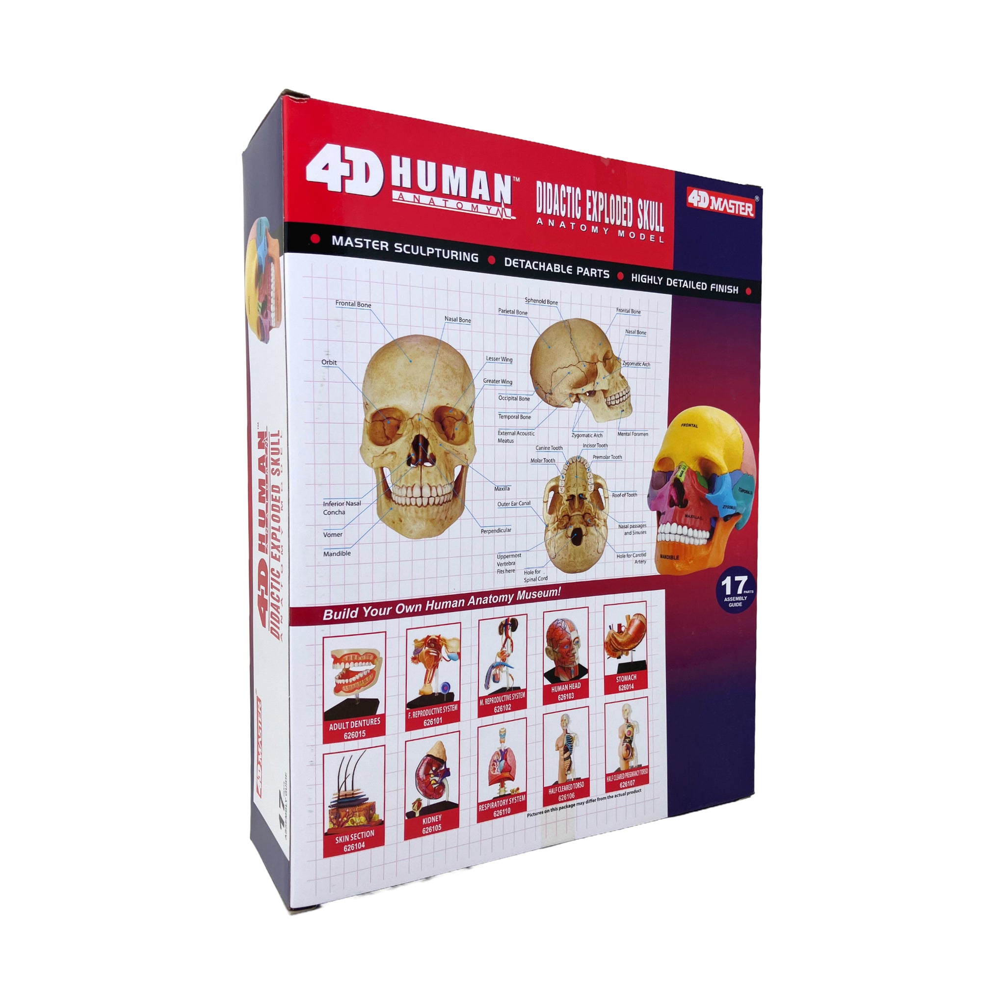 4D Human Anatomy - Didactic Exploded Skull Anatomy Model