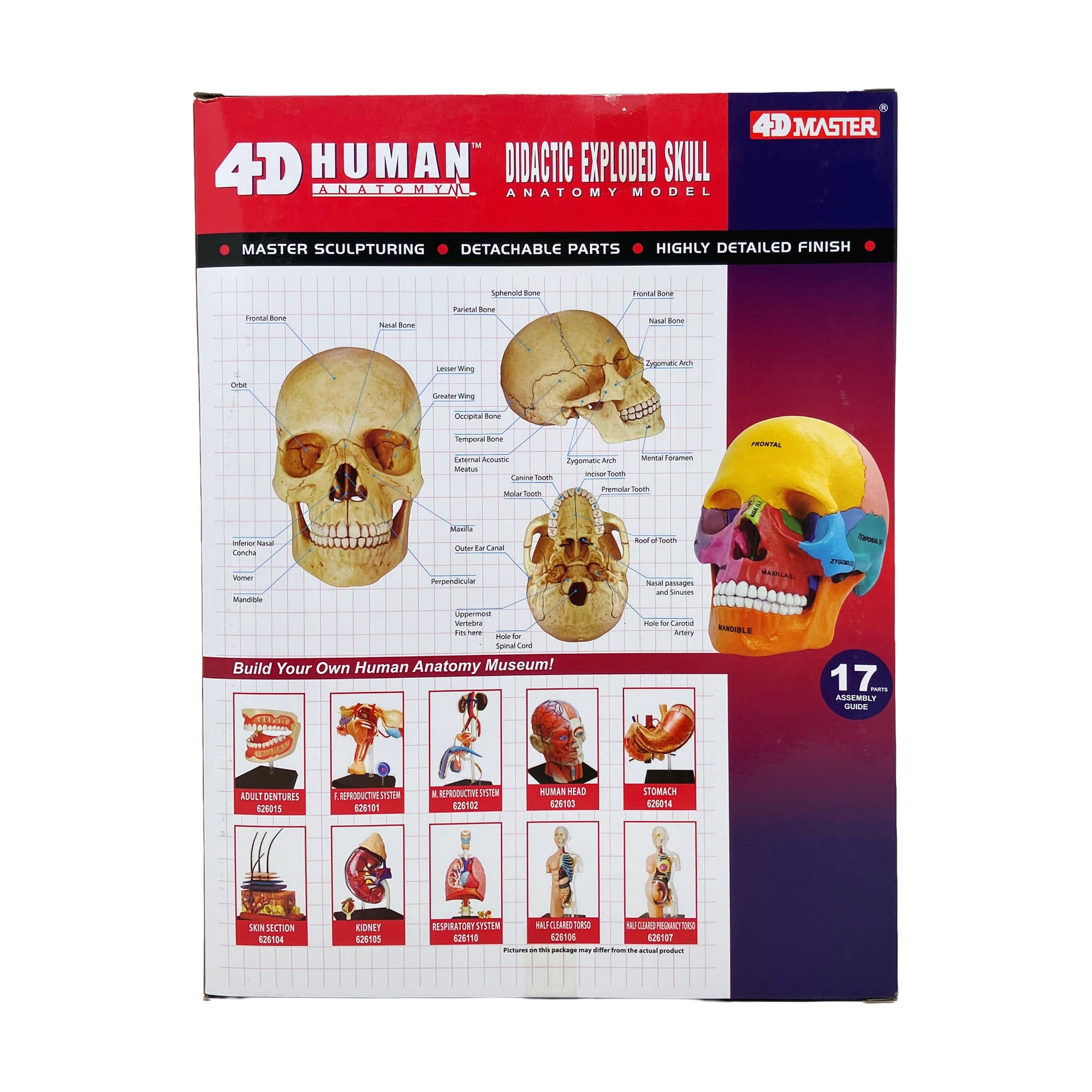 4D Human Anatomy - Didactic Exploded Skull Anatomy Model