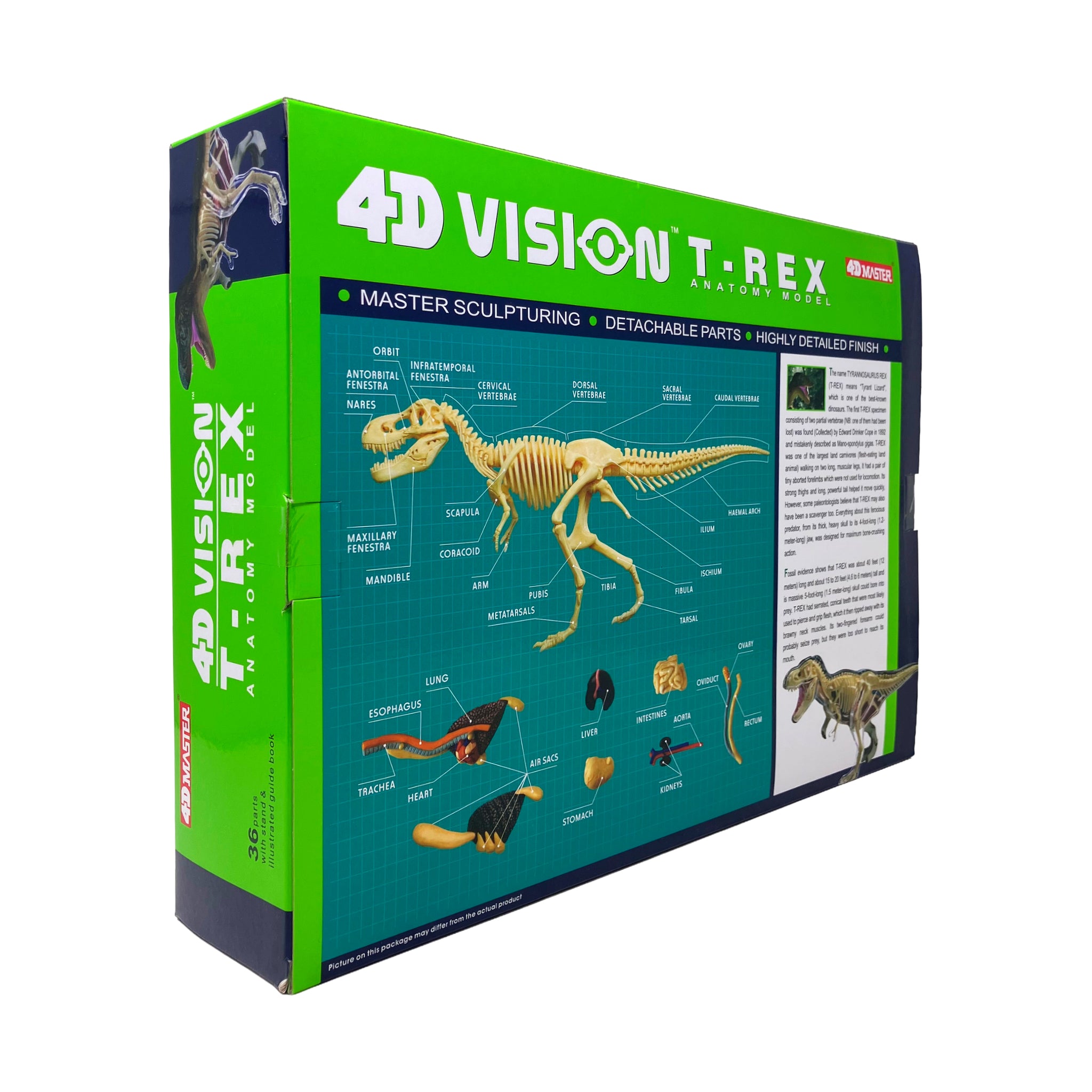 4D Vision T-Rex Anatomy Model | 3D Puzzles | AreYouGame