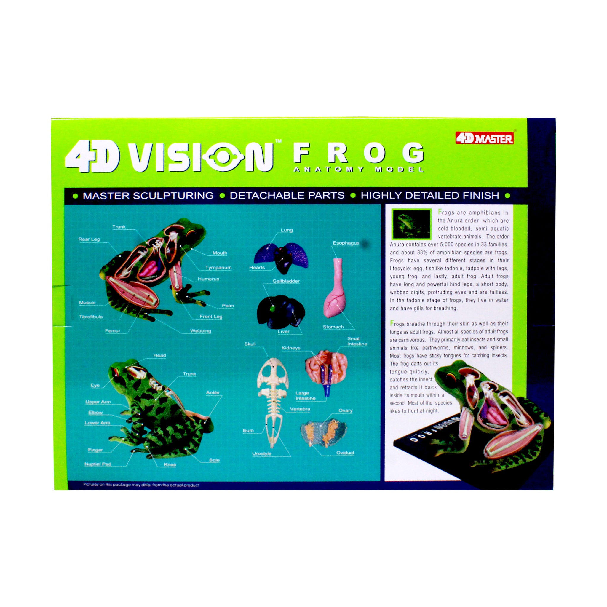4D Vision Frog Anatomy Model | 3D Puzzle | AreYouGame – AreYouGame.com