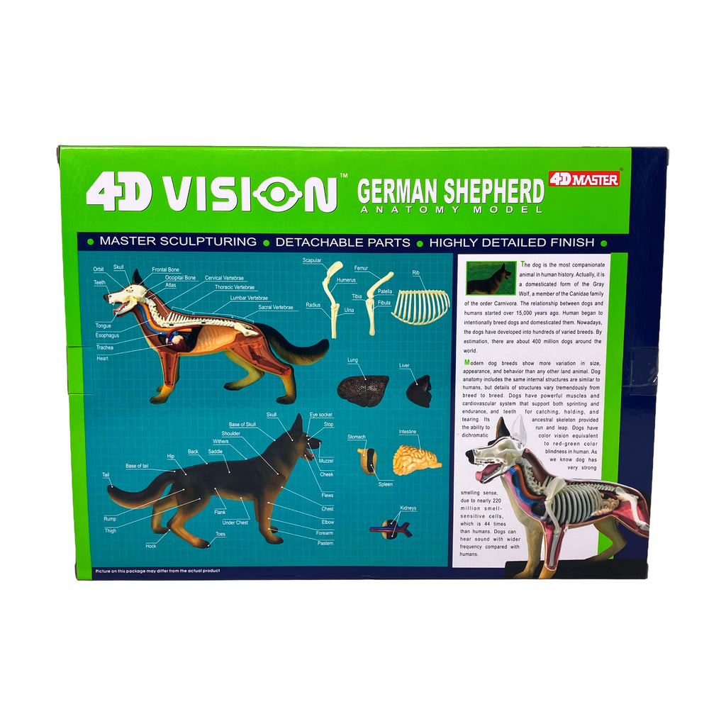 4D Vision German Shepherd Anatomy Model | AreYouGame