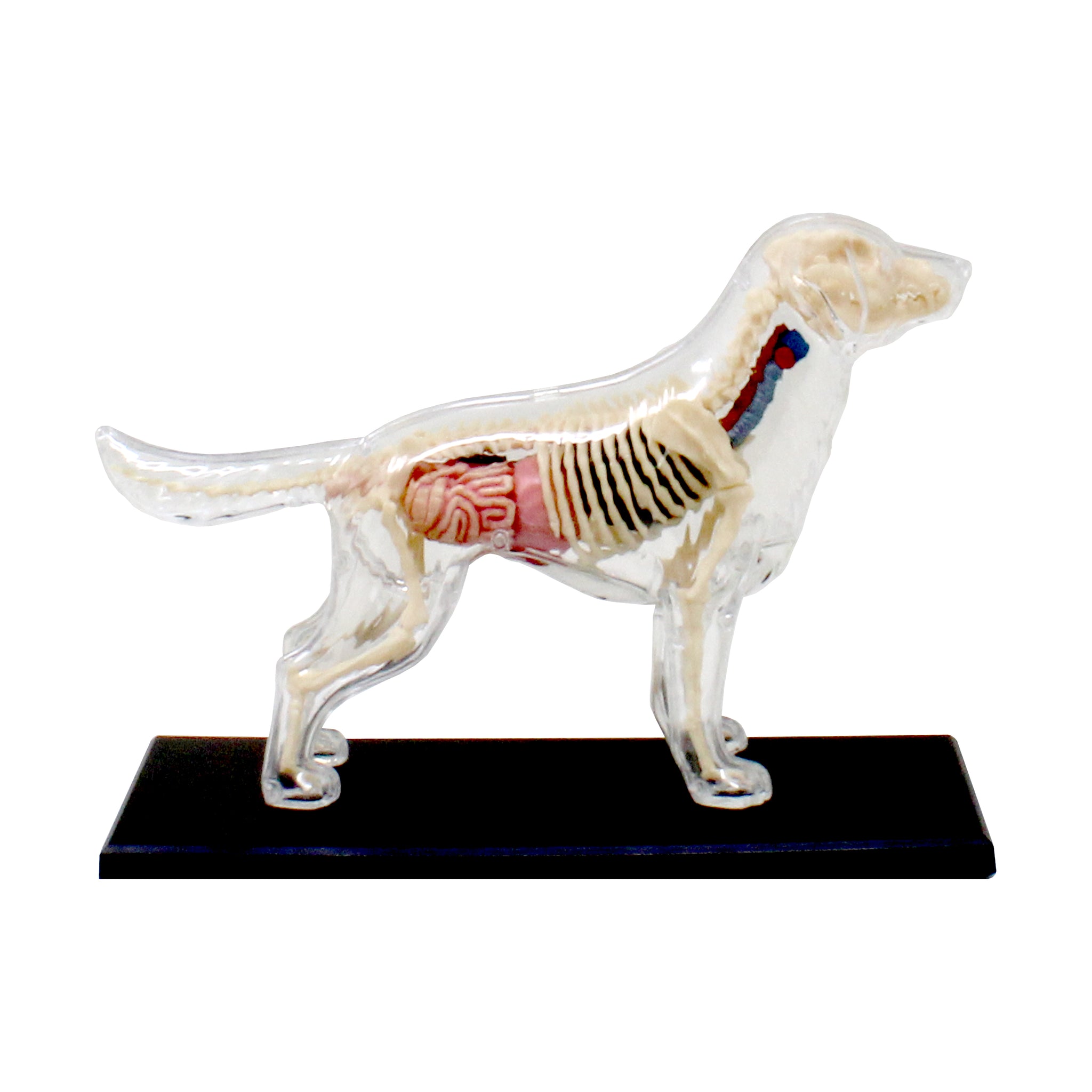 4D Vision Full Skeleton Dog Model | 3D Puzzle | AreYouGame
