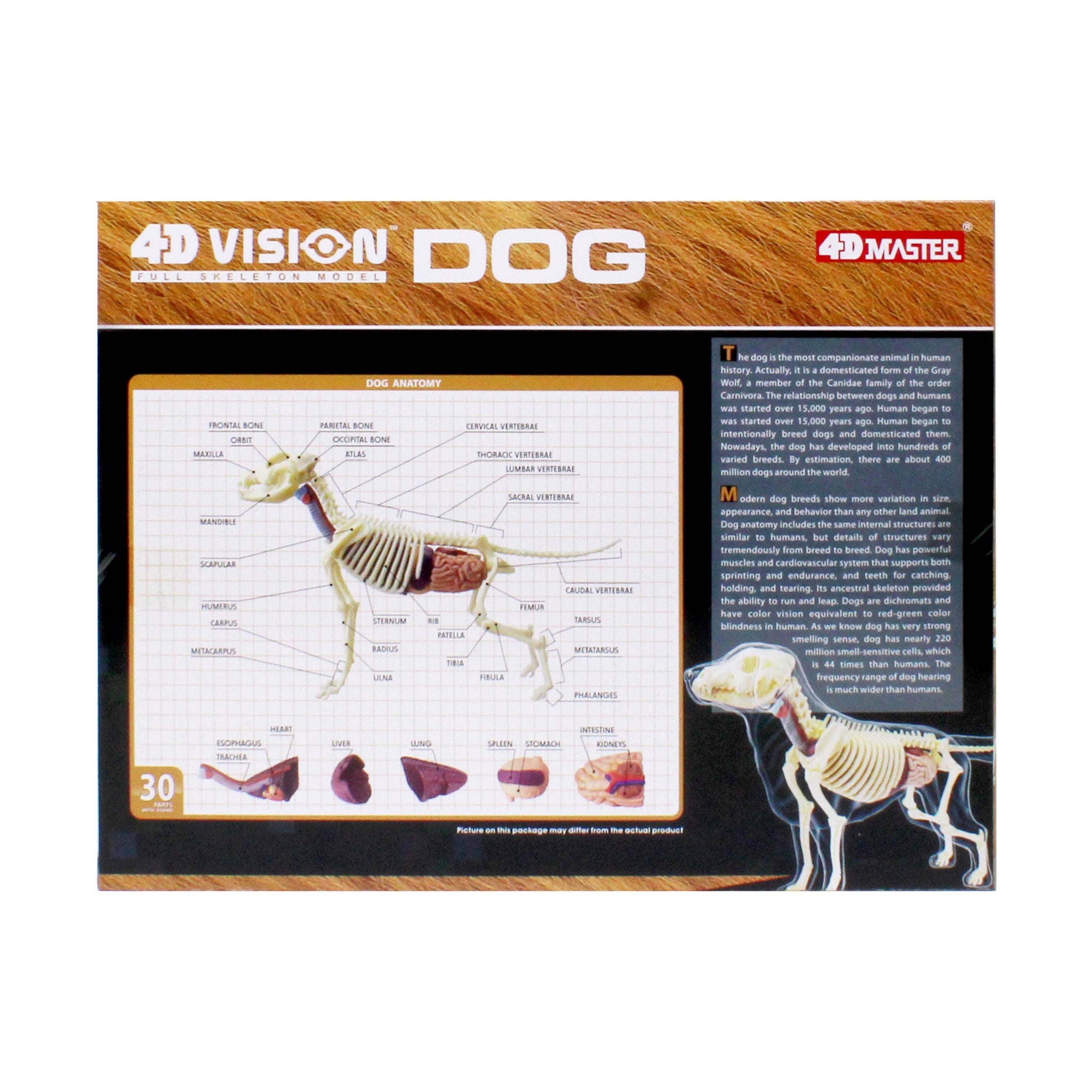 【新品】4D VISION FULL SKELETON MODEL DOG 犬 4D Vision Full Skeleton Dog Model | 3D Puzzle | AreYouGame