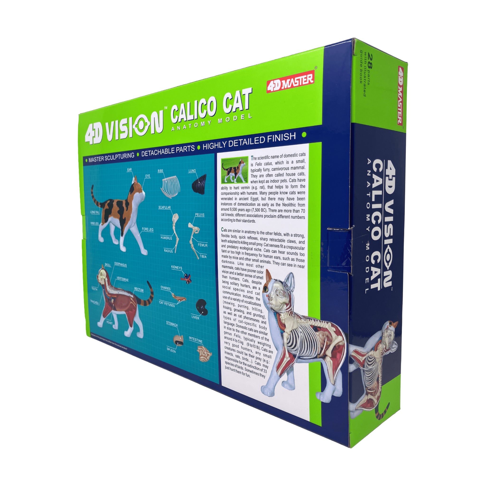 4D Vision Calico Cat Anatomy Model | 3D Puzzles | AreYouGame