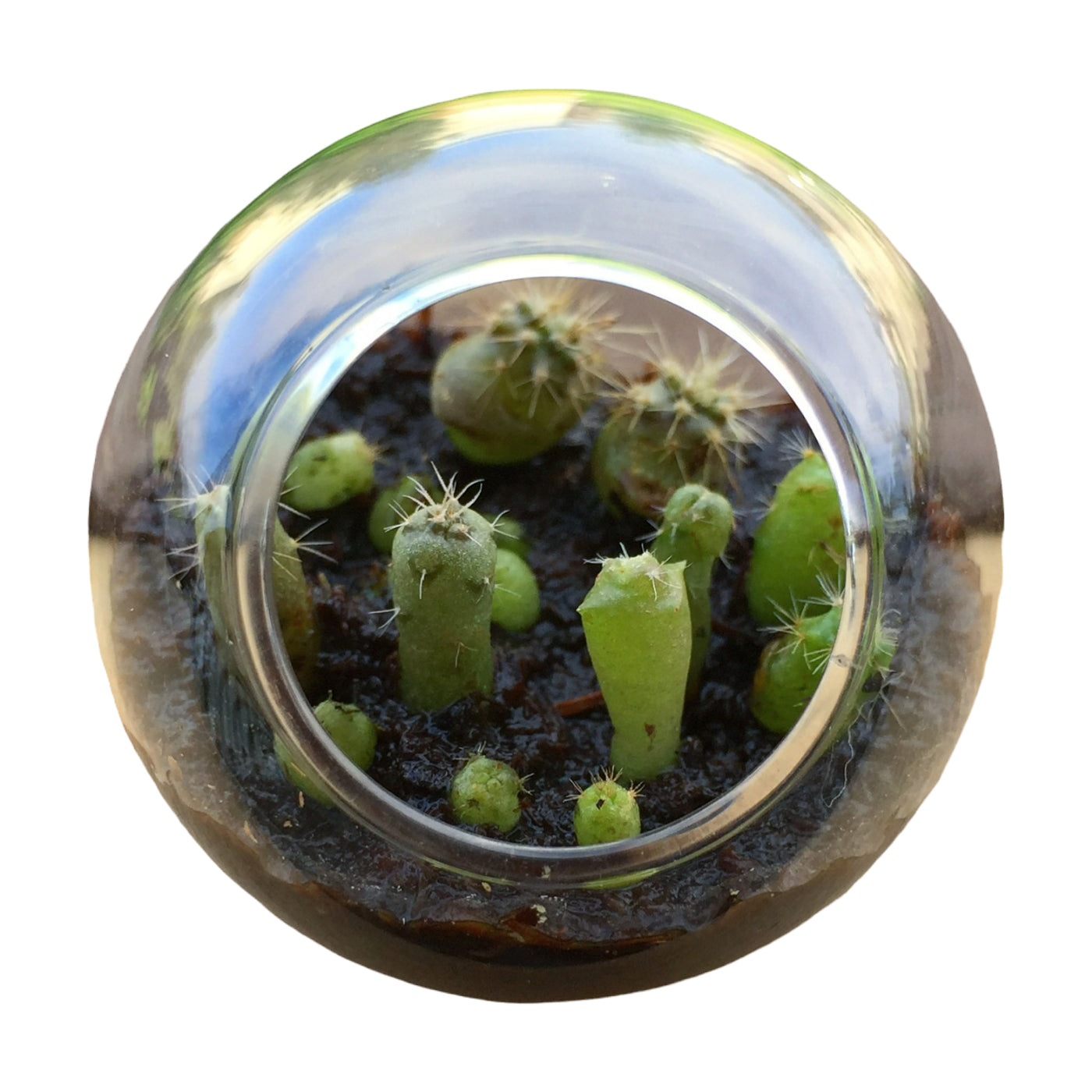 smallest terrarium plants Tiny Terrarium - 6 Variety Cacti Plant Pack: 1 of Each