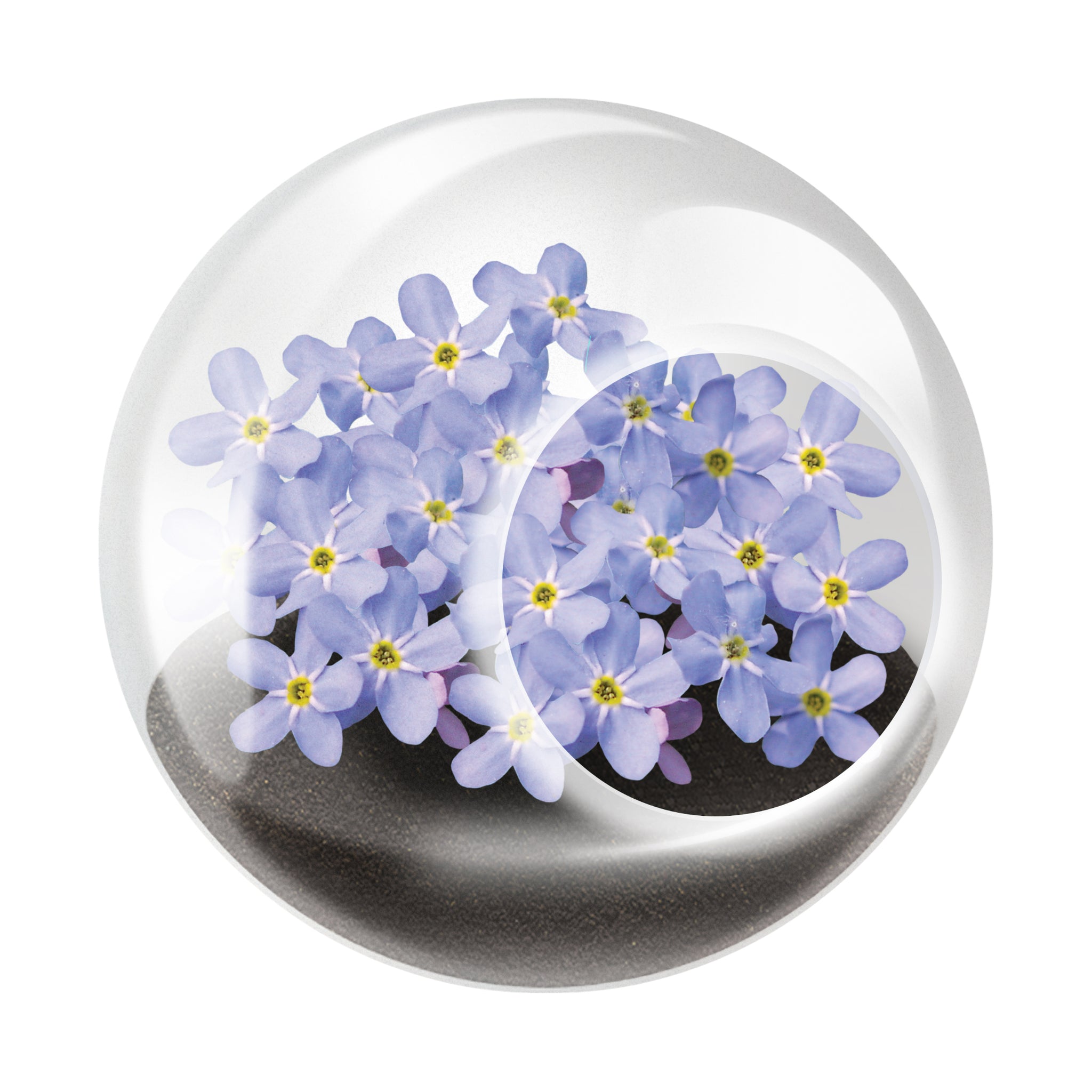 miniature flowering plants for terrariums Tiny Terrarium: Variety Pack of 6 Flowering Plants