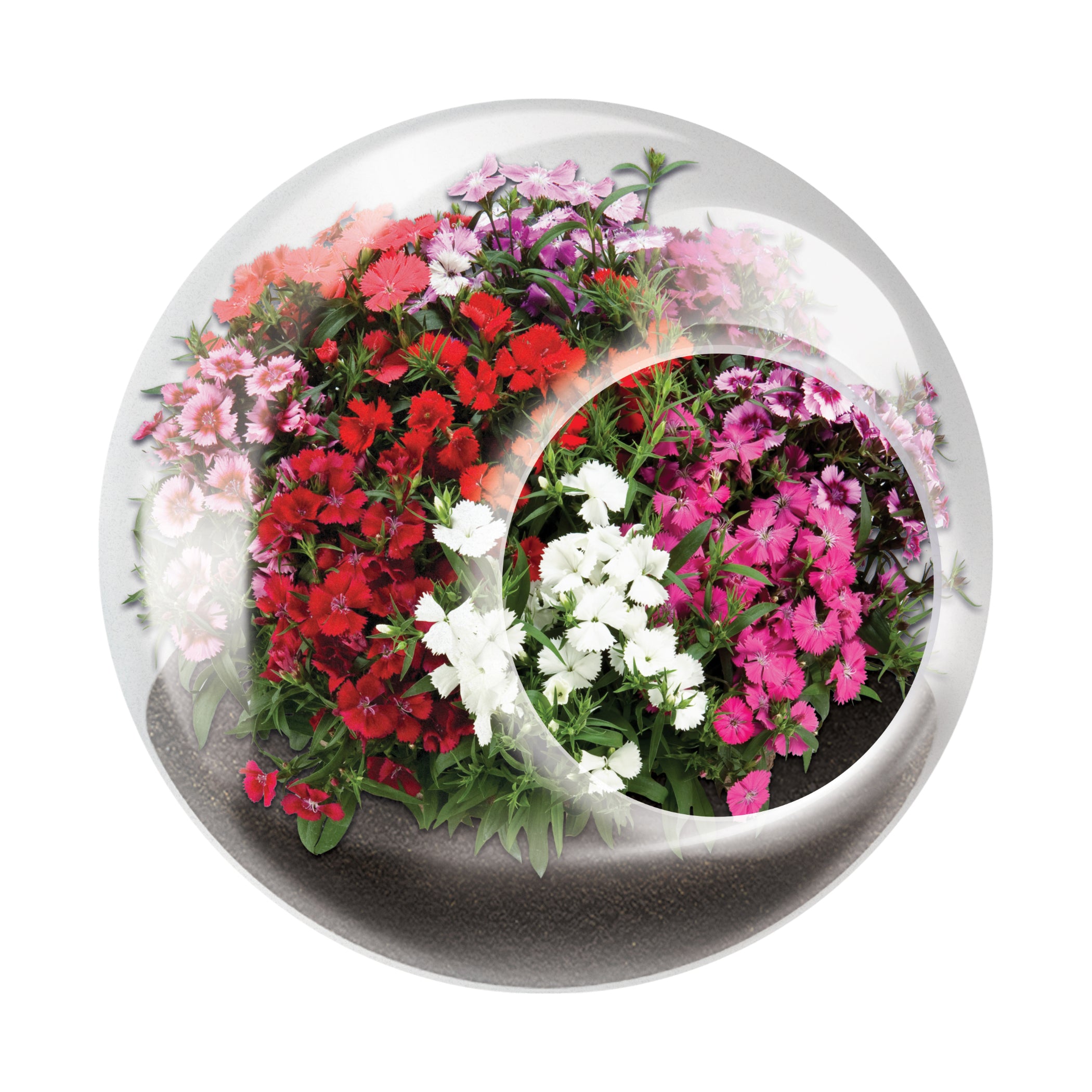 miniature flowering plants for terrariums Tiny Terrarium: Variety Pack of 6 Flowering Plants