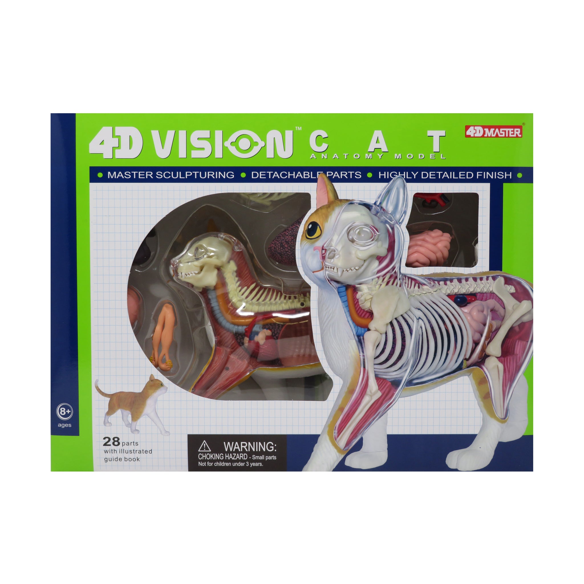 4D Vision Orange Cat Anatomy Model 3D Puzzle AreYouGame