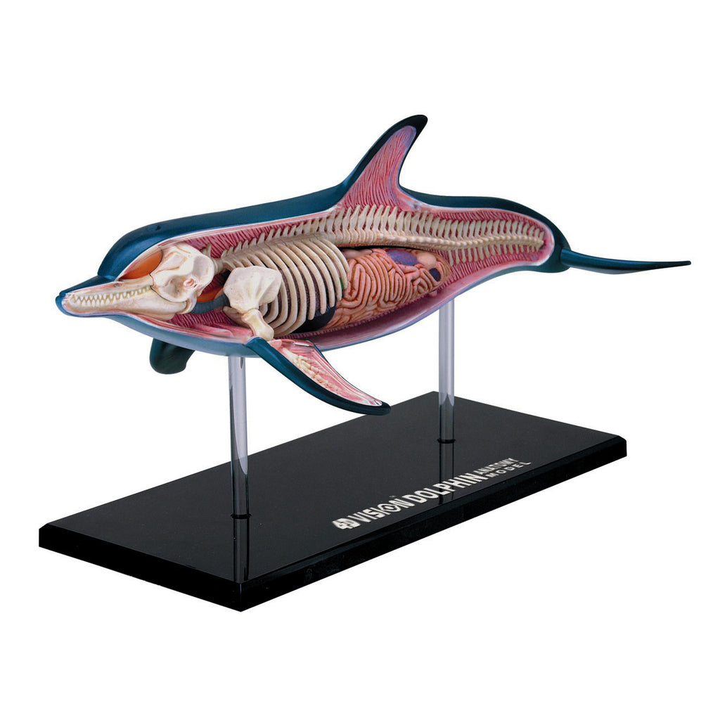 4D Master 4D Vision Dolphin Anatomy Model