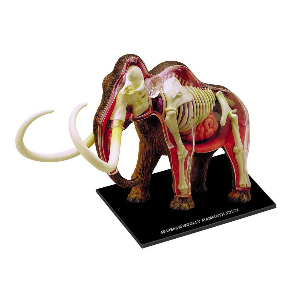 4D Master 4D Vision Wooly Mammoth Anatomy Model