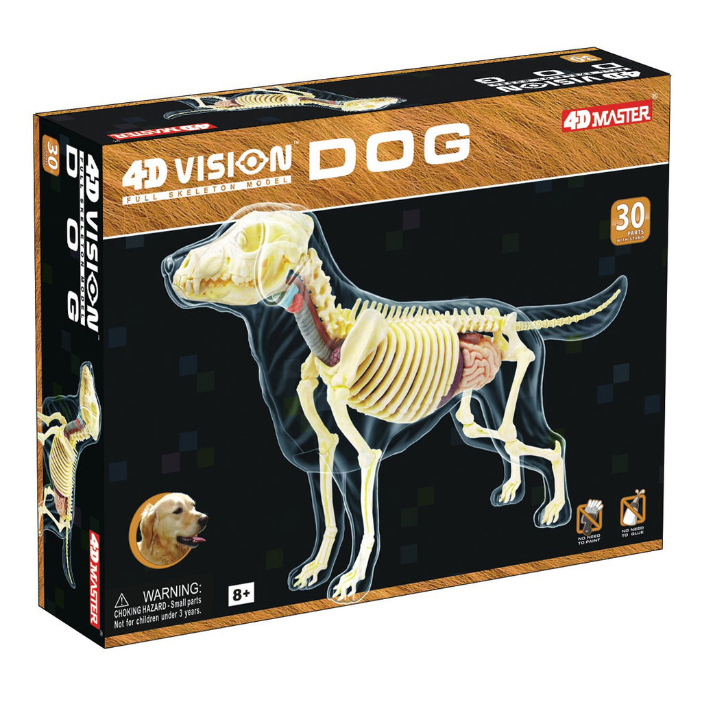 4D Master 4D Vision Full Skeleton Dog Model