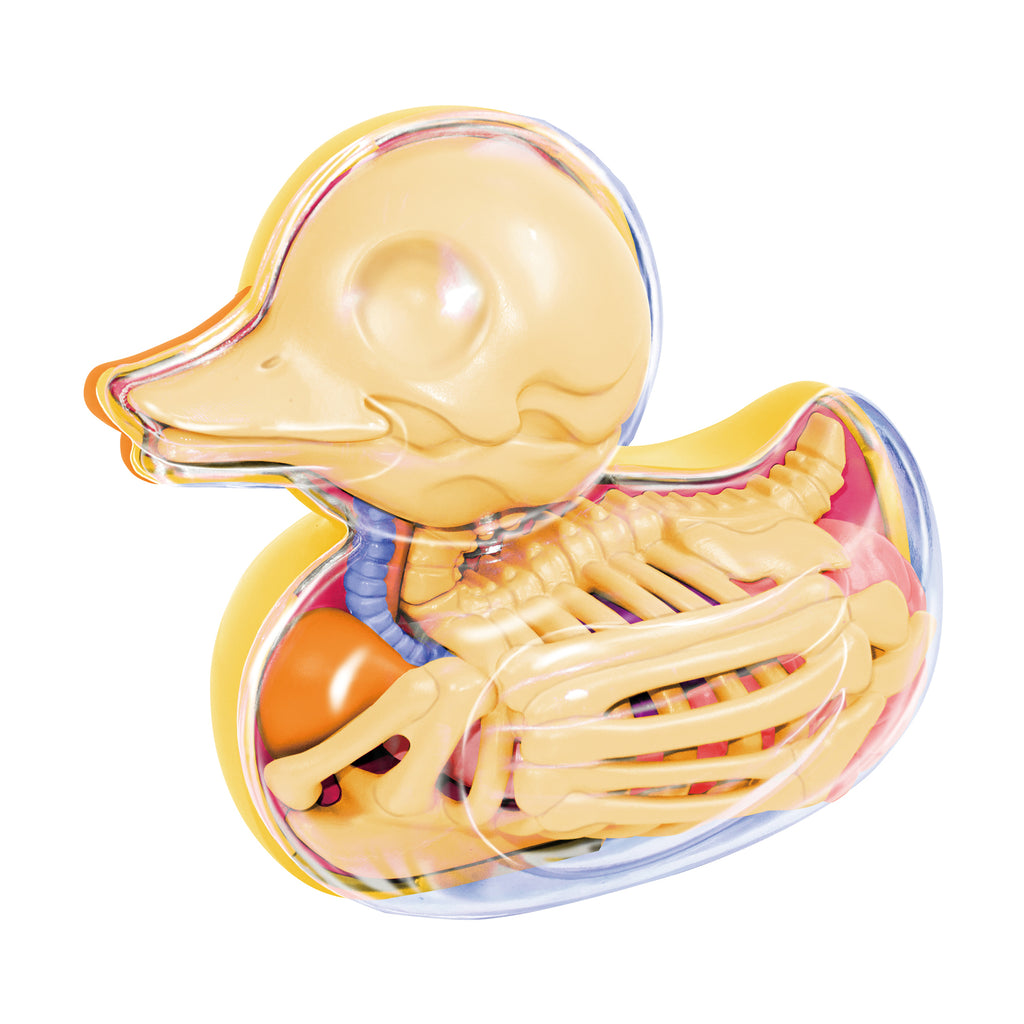 4D Master Funny Anatomy - Bathing Ducky Model