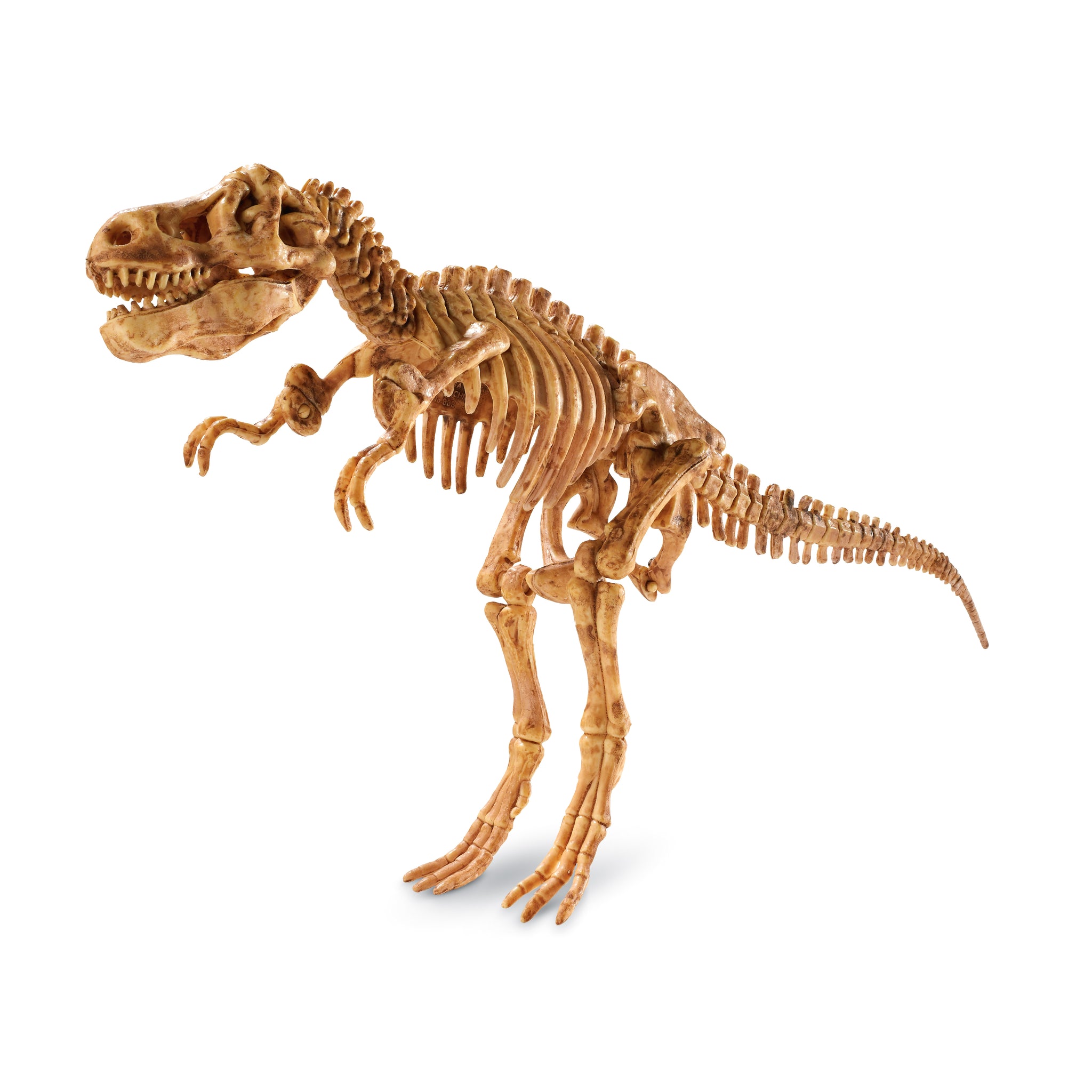 Dig It Up! Dino Model: Tyrannosaurus Rex AreYouGame