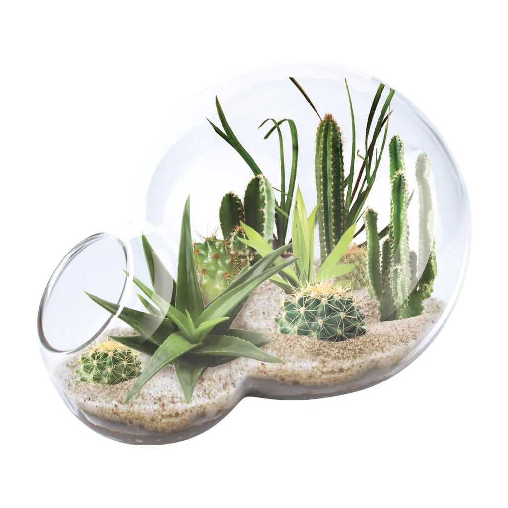terrarium desert plants Desert Escape Growarium Glass Terrarium
